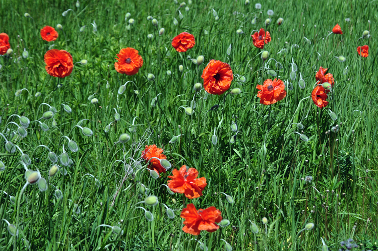 poppies